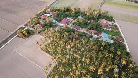 Aerial-coconut-plantation-beside-Malays-kampung,-Penang,-Malaysia.